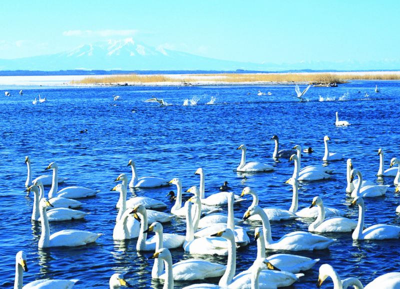 天鹅湖